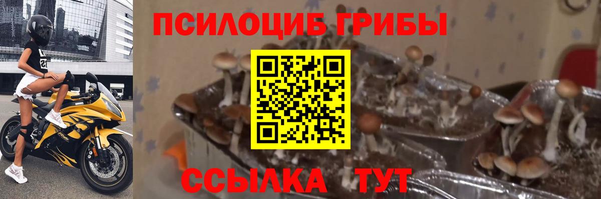 Гудермес  Псилоцибиновые грибы Psilocybe  Галлюциногенные грибы MAGIC MUSHROOMS  Вход с VPN 